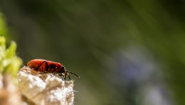 Little red creepy crawly