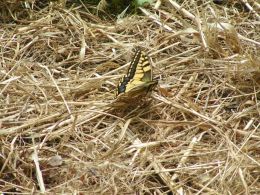 The Tiny Yellow Butterfly