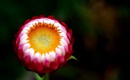 Macro of a budding flower