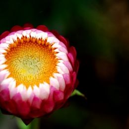 Macro of a budding flower Picture