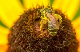 So much pollen - So little time