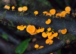 Very small mushrooms