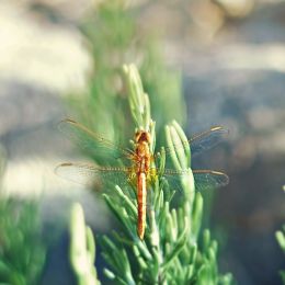 Dragonfly