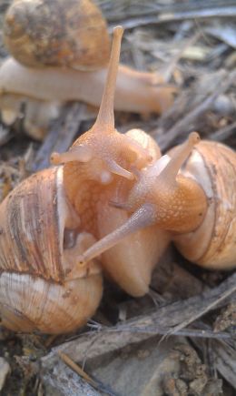 Snail love