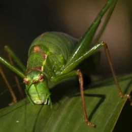 Grasshopper