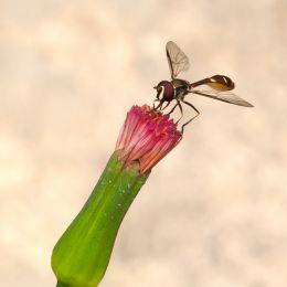 Tinypedestal