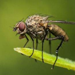 DewampFly