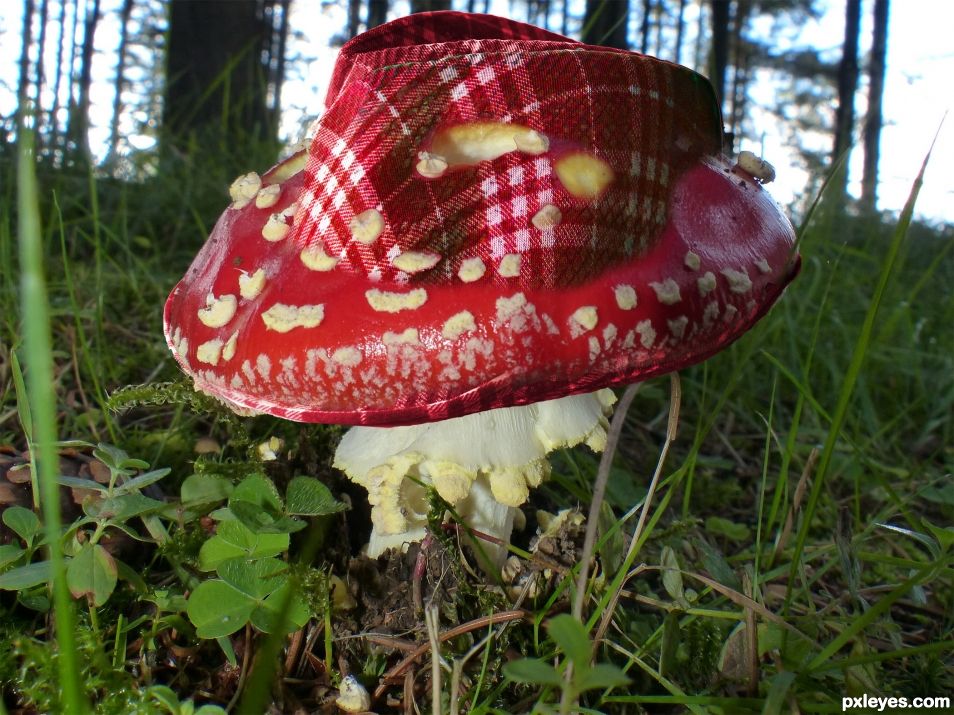 Shroom Hat