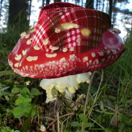 ShroomHat