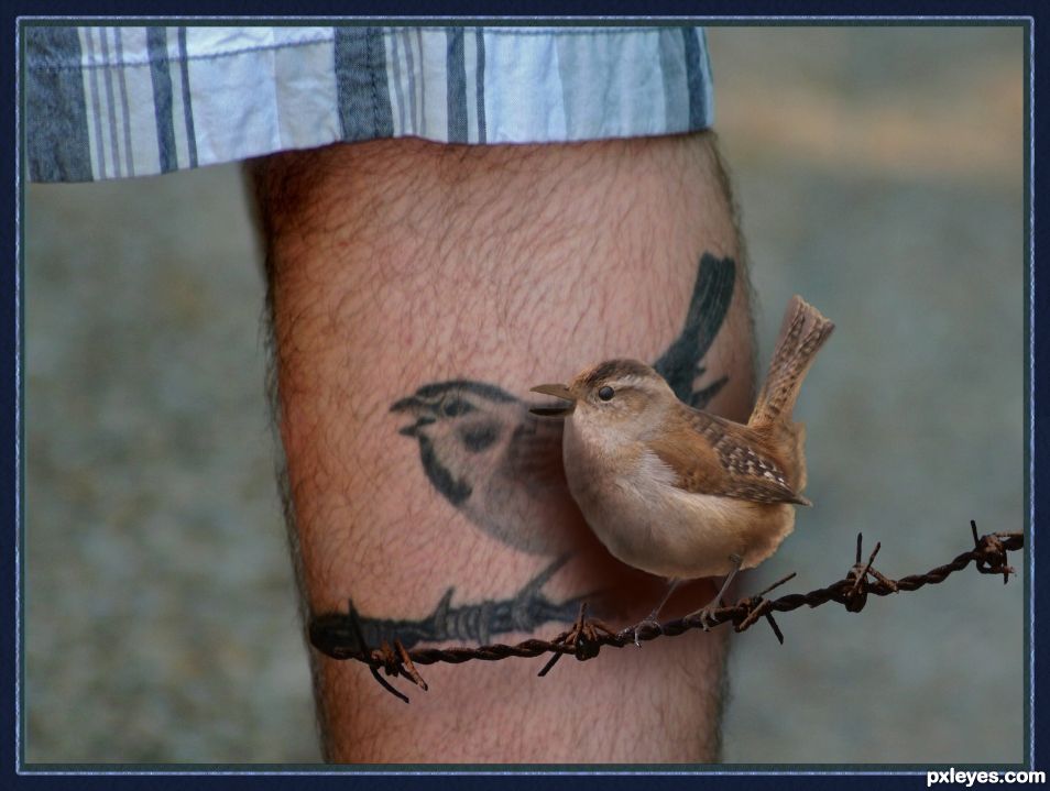 Bird on a wire