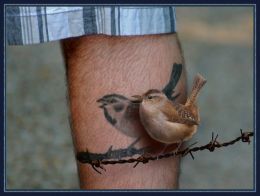 Bird on a wire