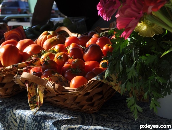 Tomatoes after Sunrise