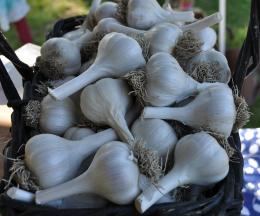 Basket of Bulbs