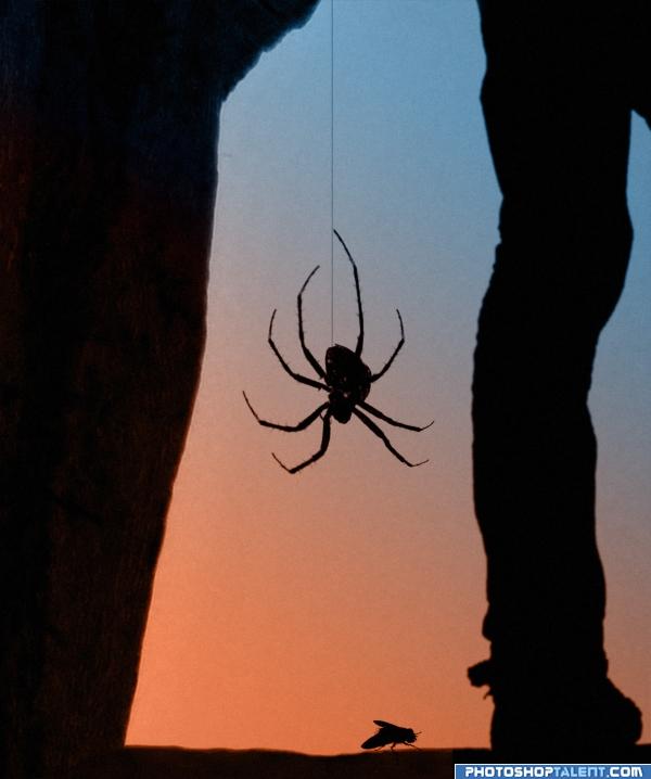 Spider sunset