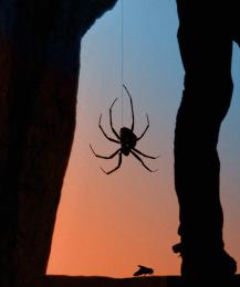 Spider sunset