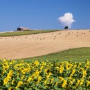 lone farm house source image