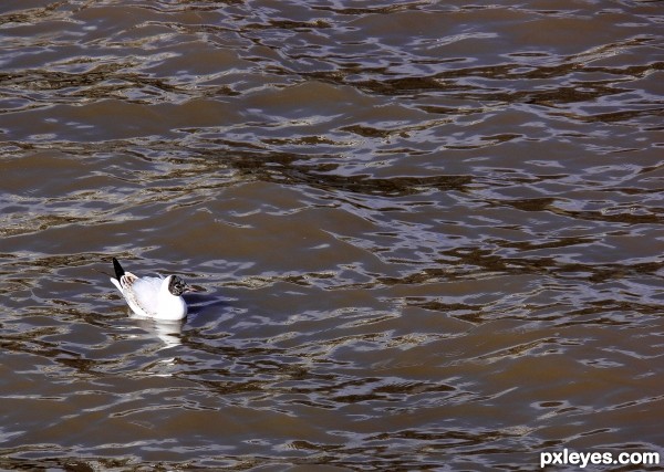 Lonely young Gull