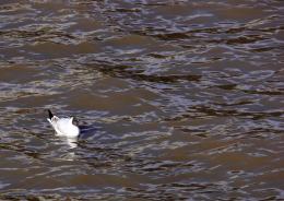 Lonely young Gull