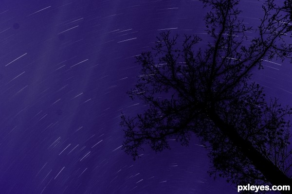 Cootes Paradise Startrail