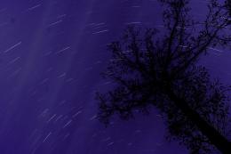 Cootes Paradise Startrail