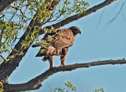 Baby Redtail Hawk