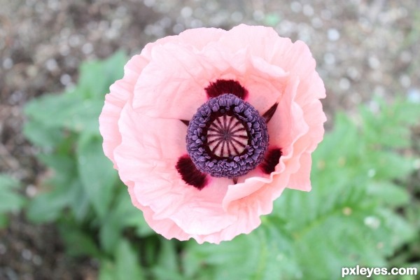 Looking down a poppy