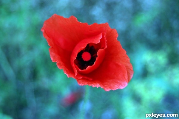 poppy