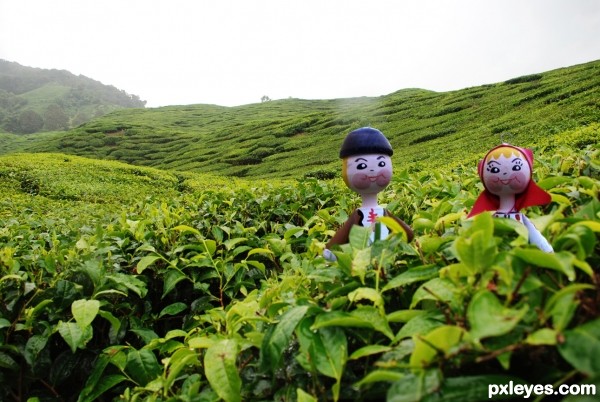Creation of couple lost at tea farm: Final Result