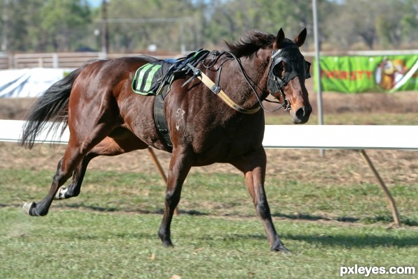 Anyone Seen My Jockey?