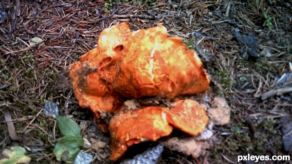 Broken Mushroom