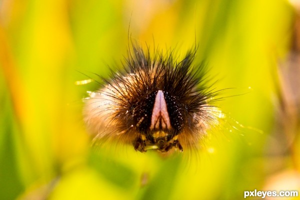 Caterpillar