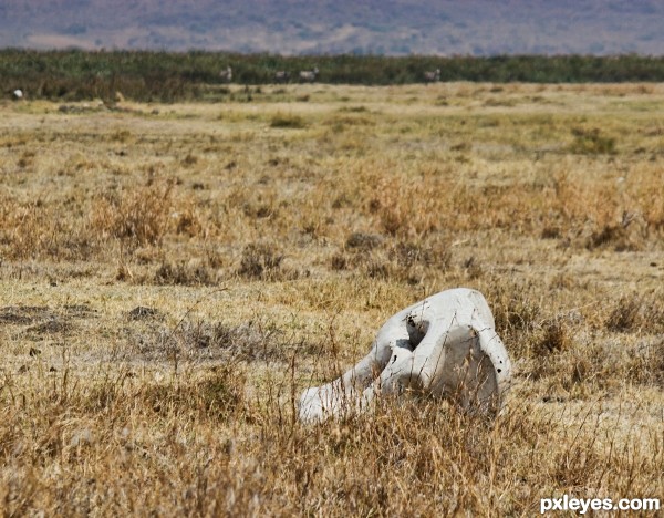 Elephant skull