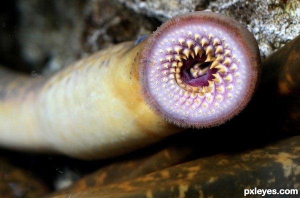 Lamprey