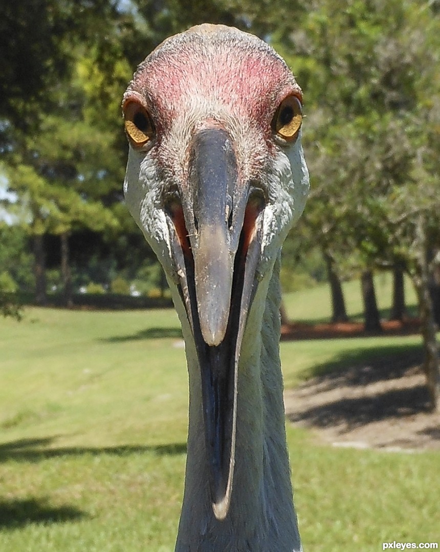 Sandhill crane photoshop picture)