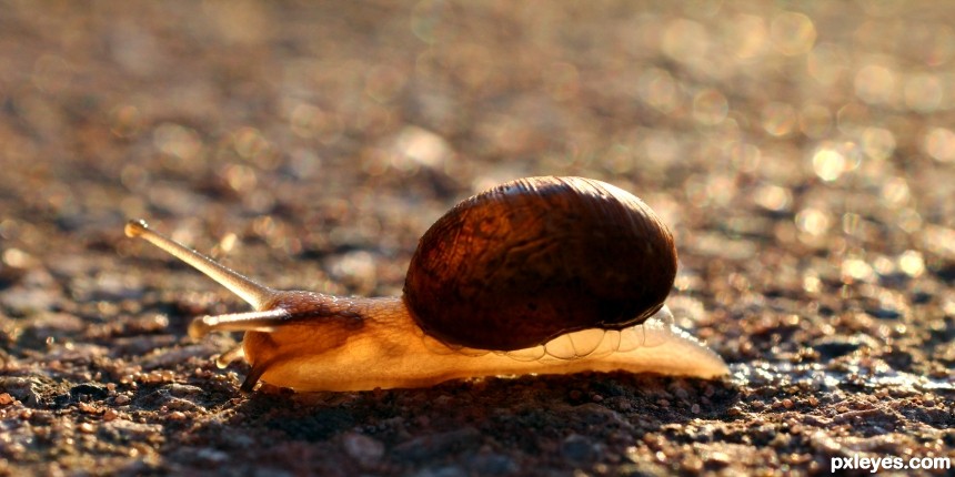 The Snail photoshop picture)