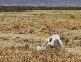 Elephant skull