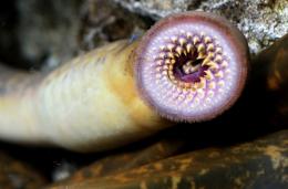 Lamprey