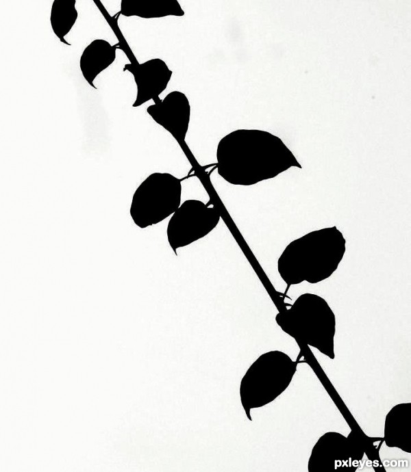 13 Leaf Silhouettes