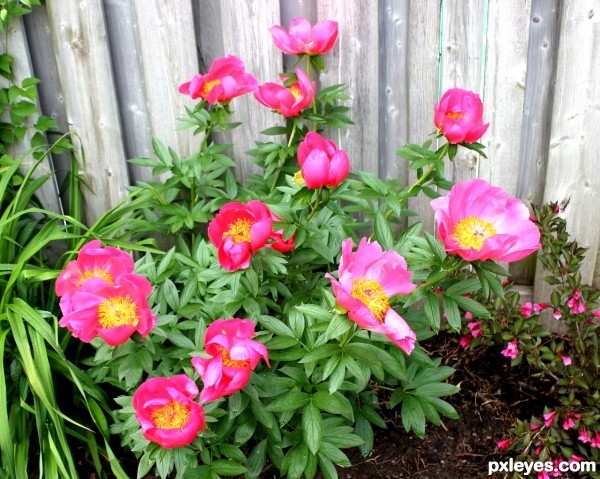 13 Peonies