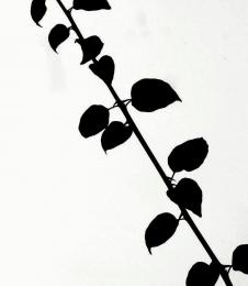 13LeafSilhouettes