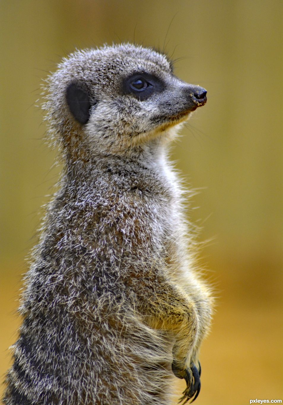 M is for Meerkat