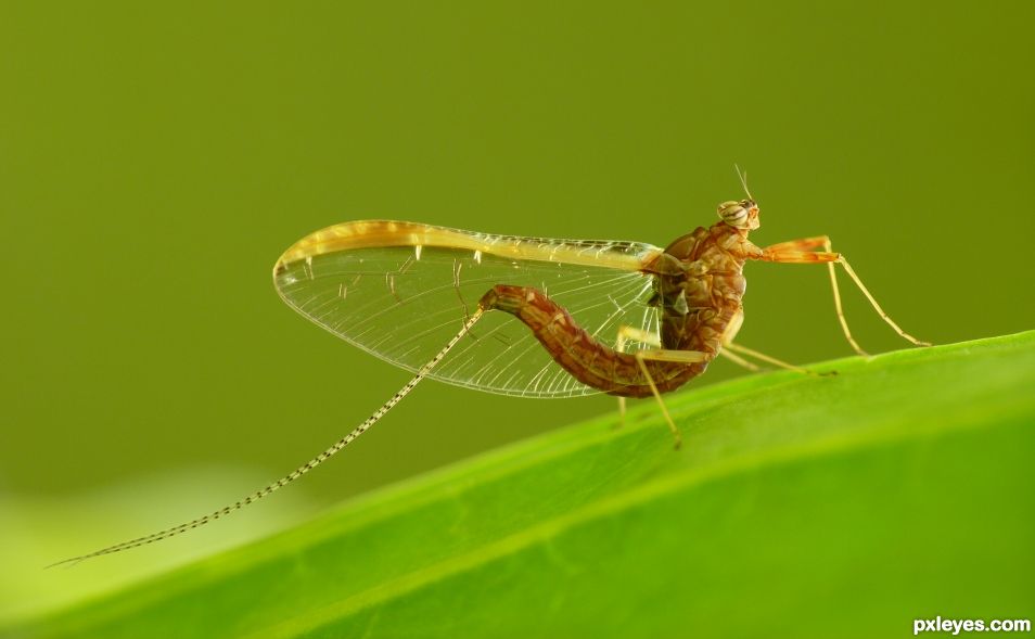 Mayfly