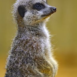 MisforMeerkat