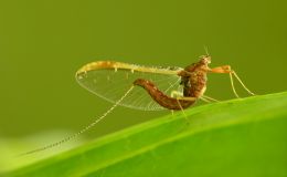 Mayfly