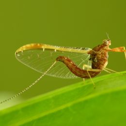 Mayfly