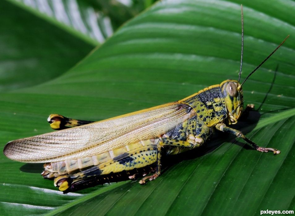 Locust