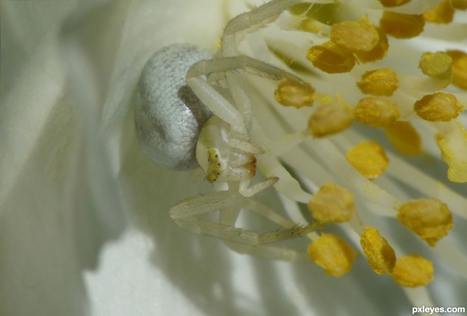 Crab spider