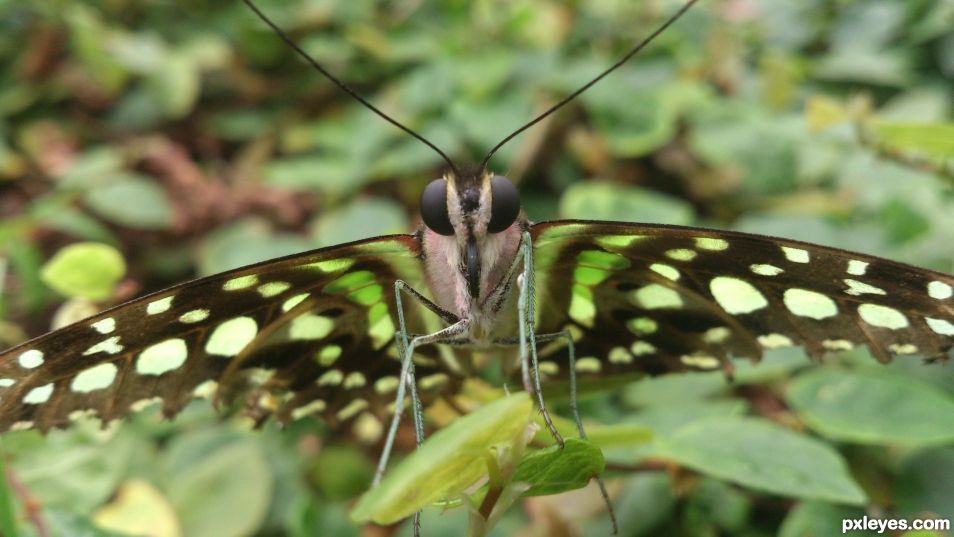 A Butterflies Portrait