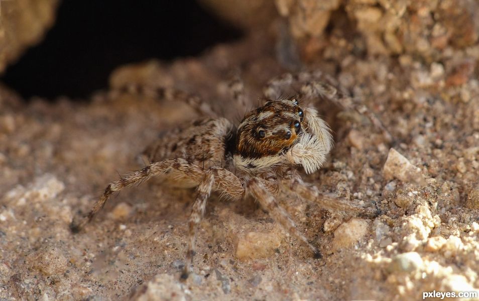 Jumping spider