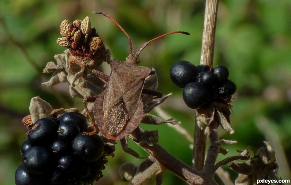 Coreus marginatus